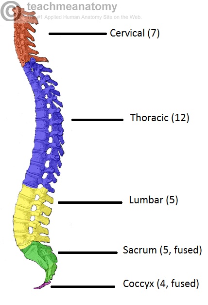 lumbar-spine lumbar-spine